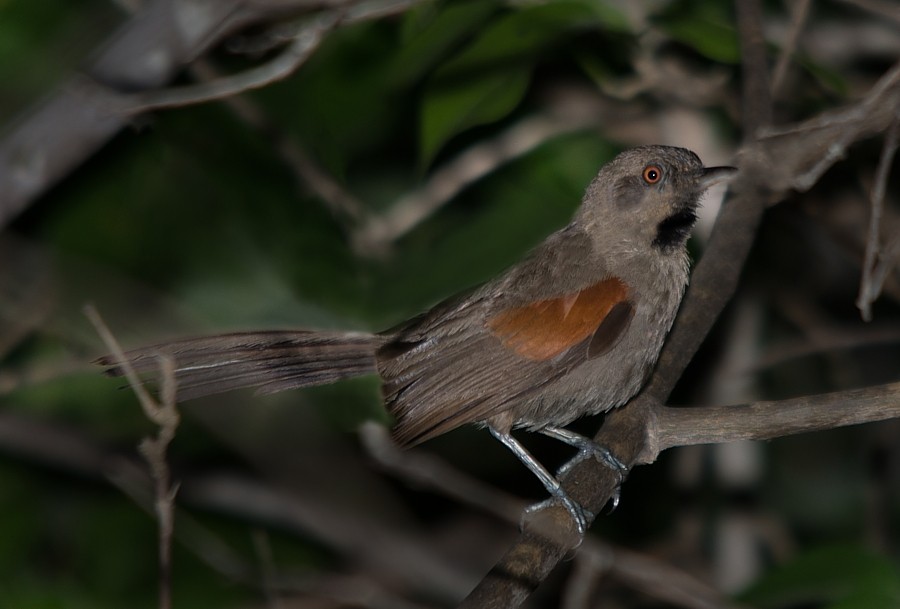 Red-shouldered Spinetail - LUCIANO BERNARDES