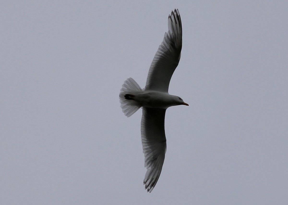 Herring x Glaucous Gull (hybrid) - Alan Kneidel