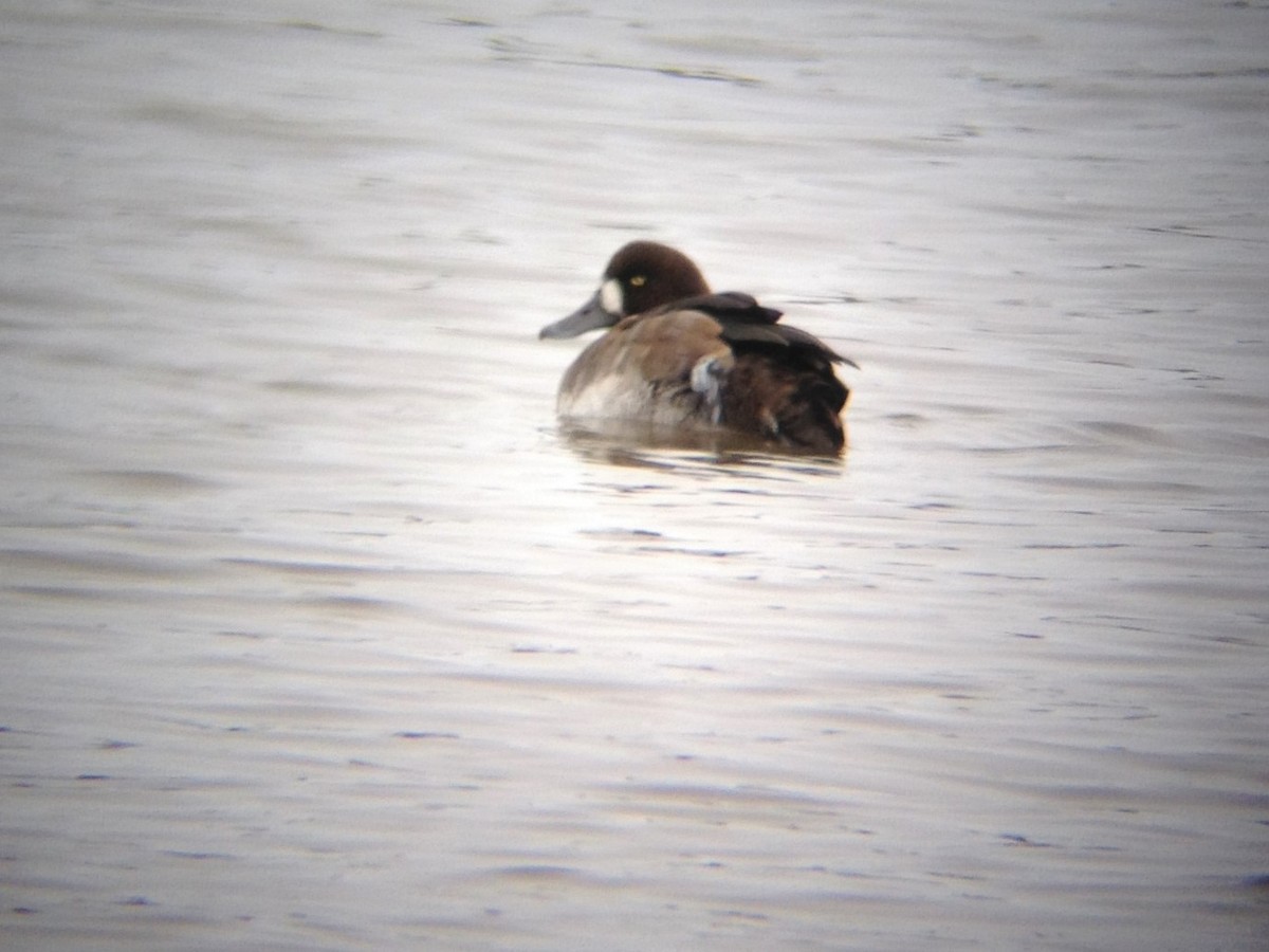 Greater Scaup - ML187308471
