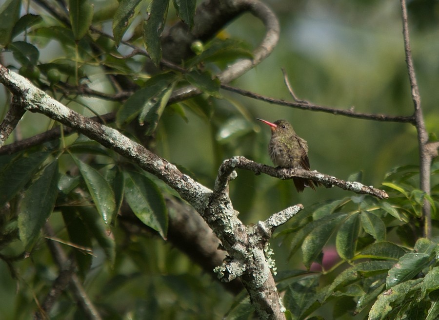 Gilded Hummingbird - ML187315941