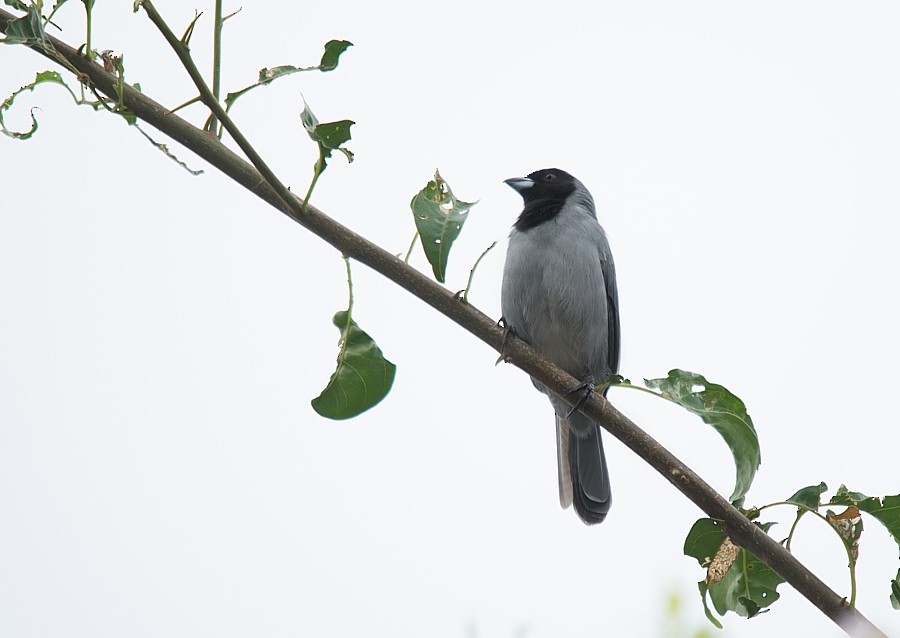 Black-faced Tanager - ML187316551