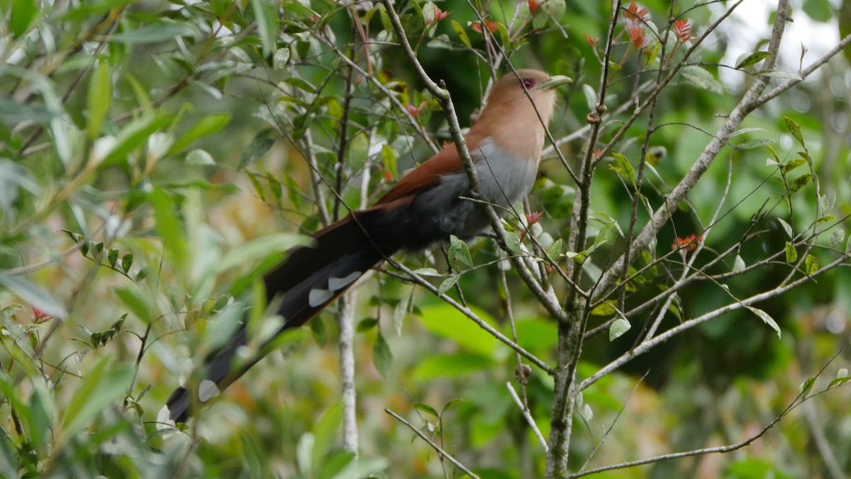 Squirrel Cuckoo - Mike Grant