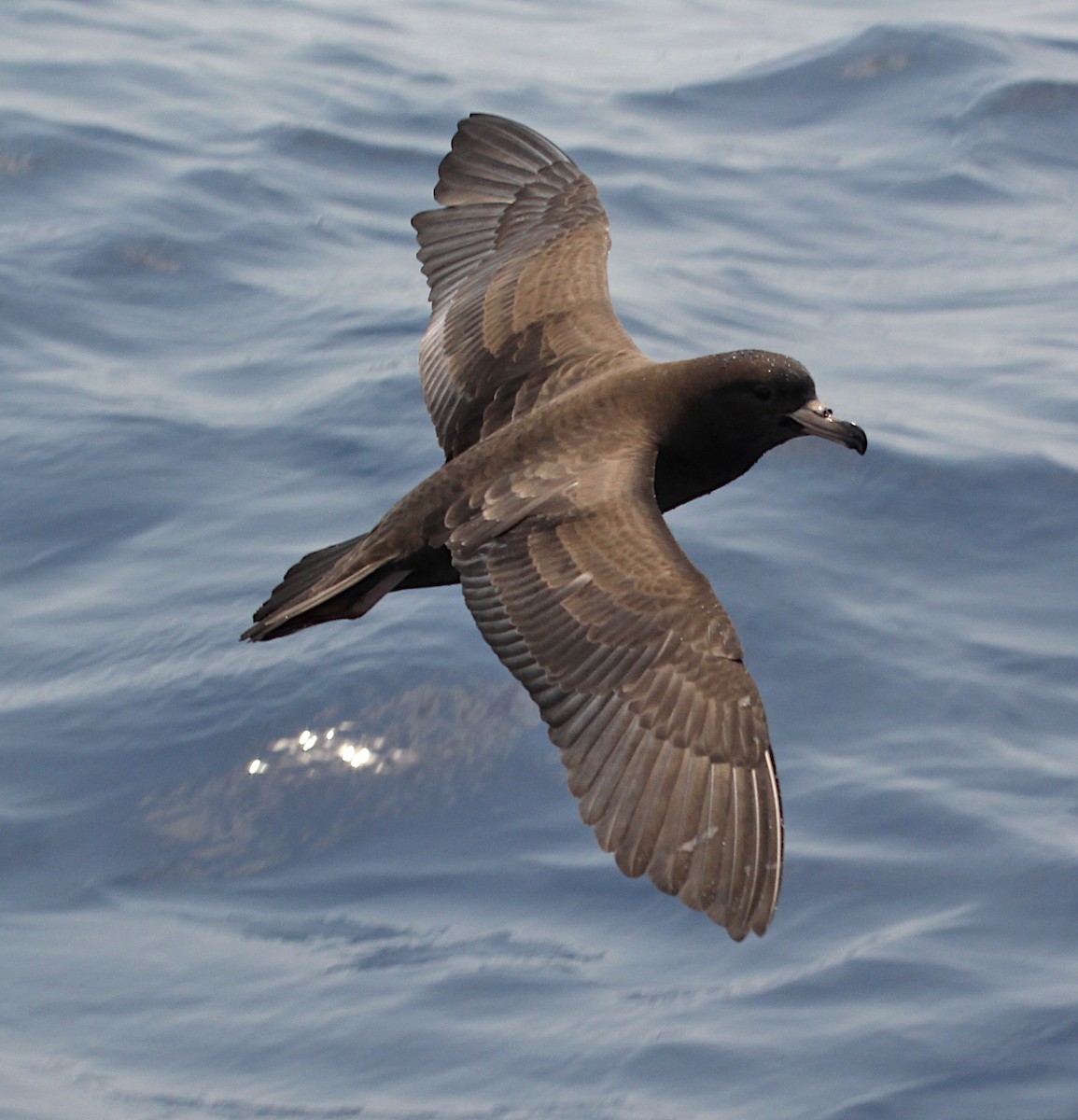 Flesh-footed Shearwater - ML187320181