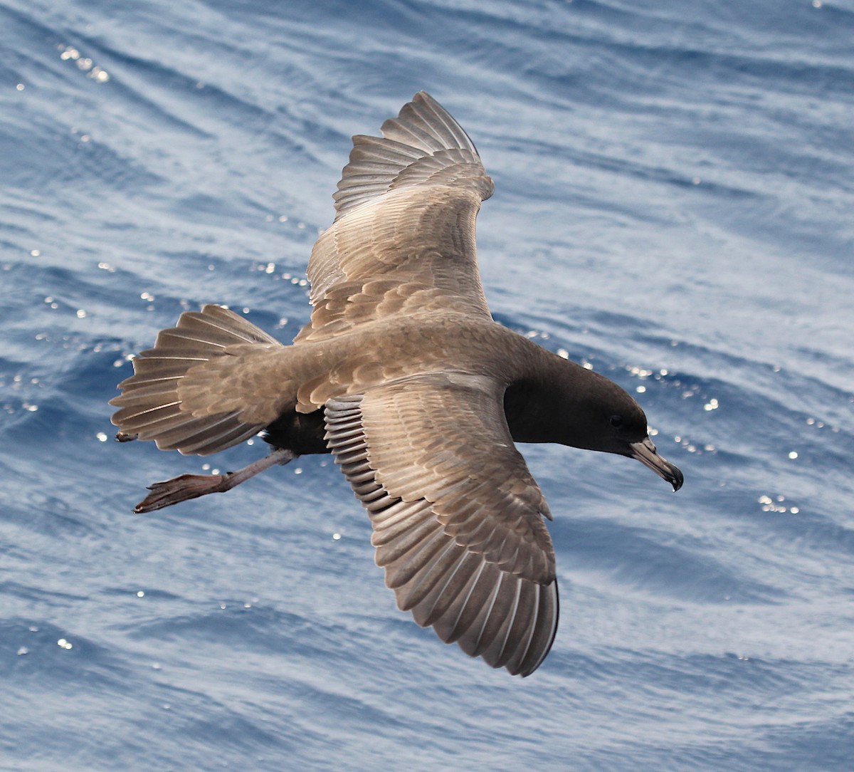 Flesh-footed Shearwater - ML187320231