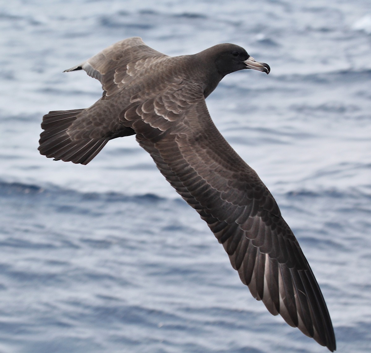 Flesh-footed Shearwater - ML187320271