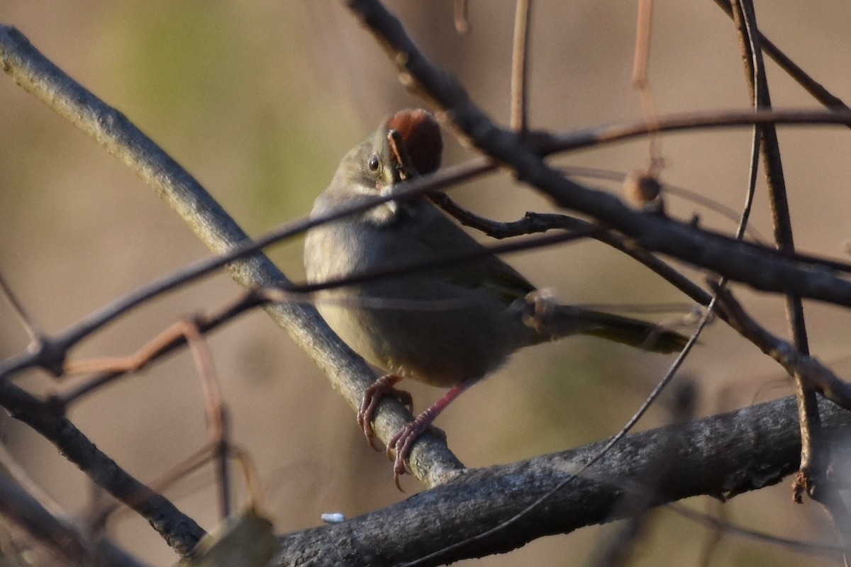 Green-tailed Towhee - Bill Reaume