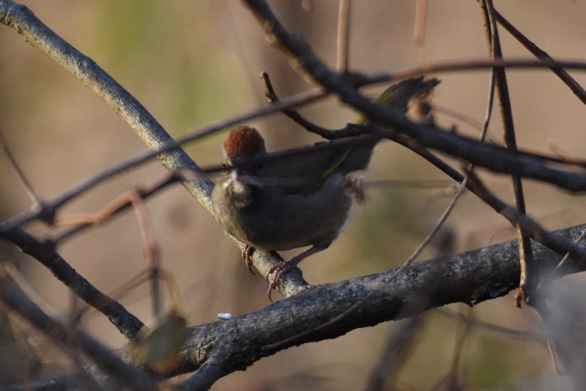 Green-tailed Towhee - Bill Reaume