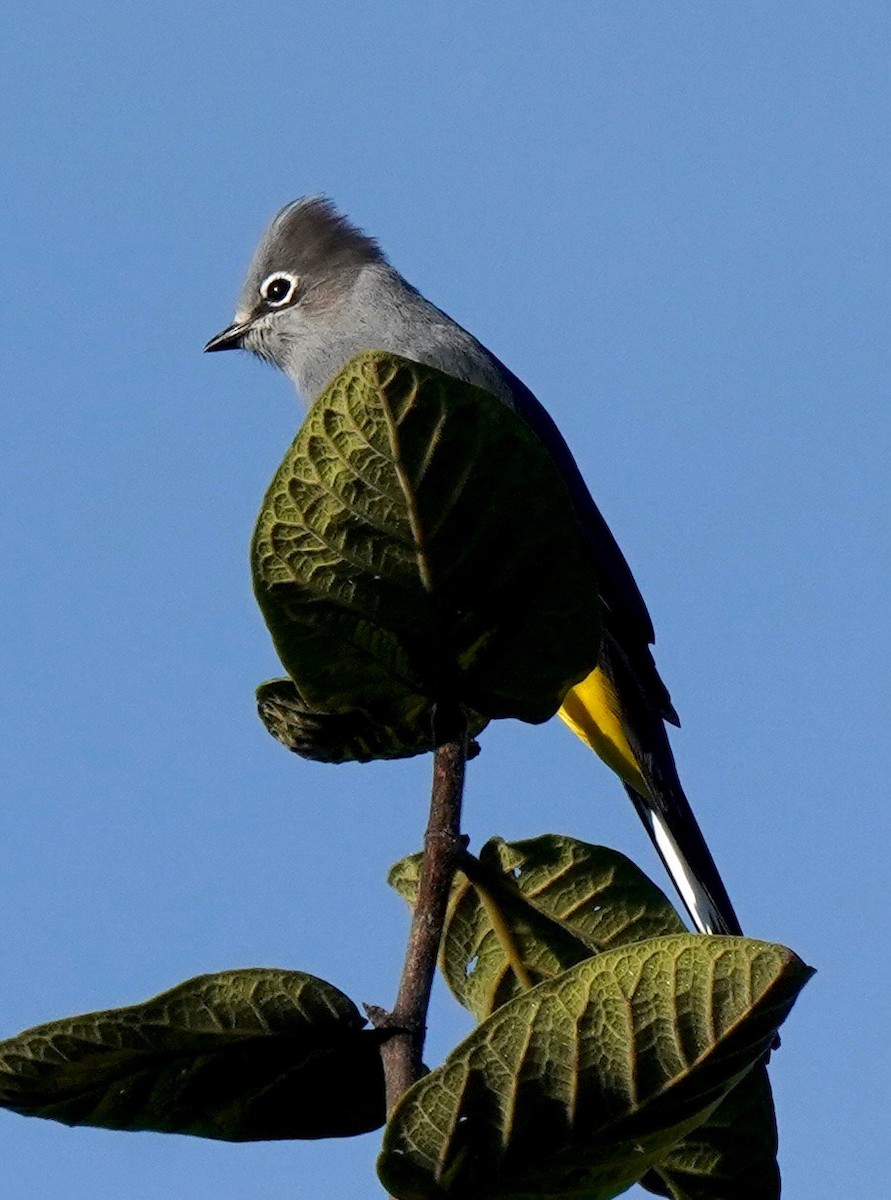 Gray Silky-flycatcher - Sibylle Hechtel