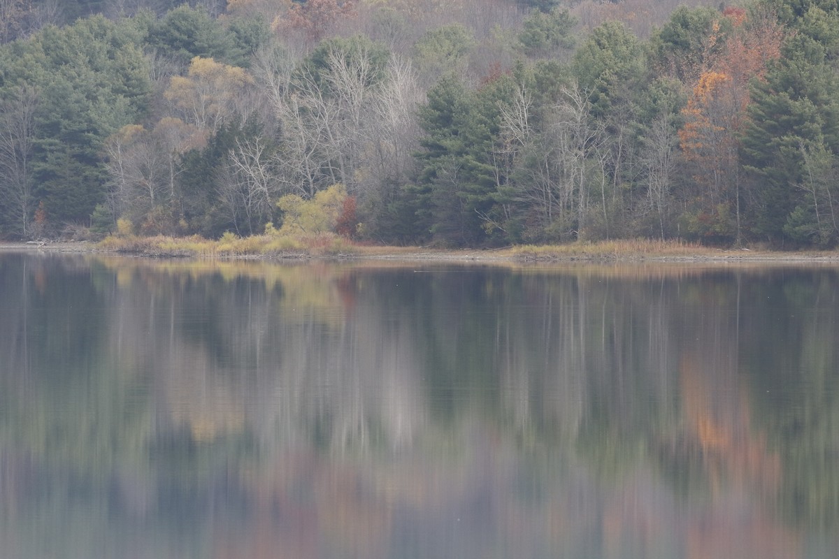 eBird Checklist 30 Oct 2019 Alcove Reservoir 11 species