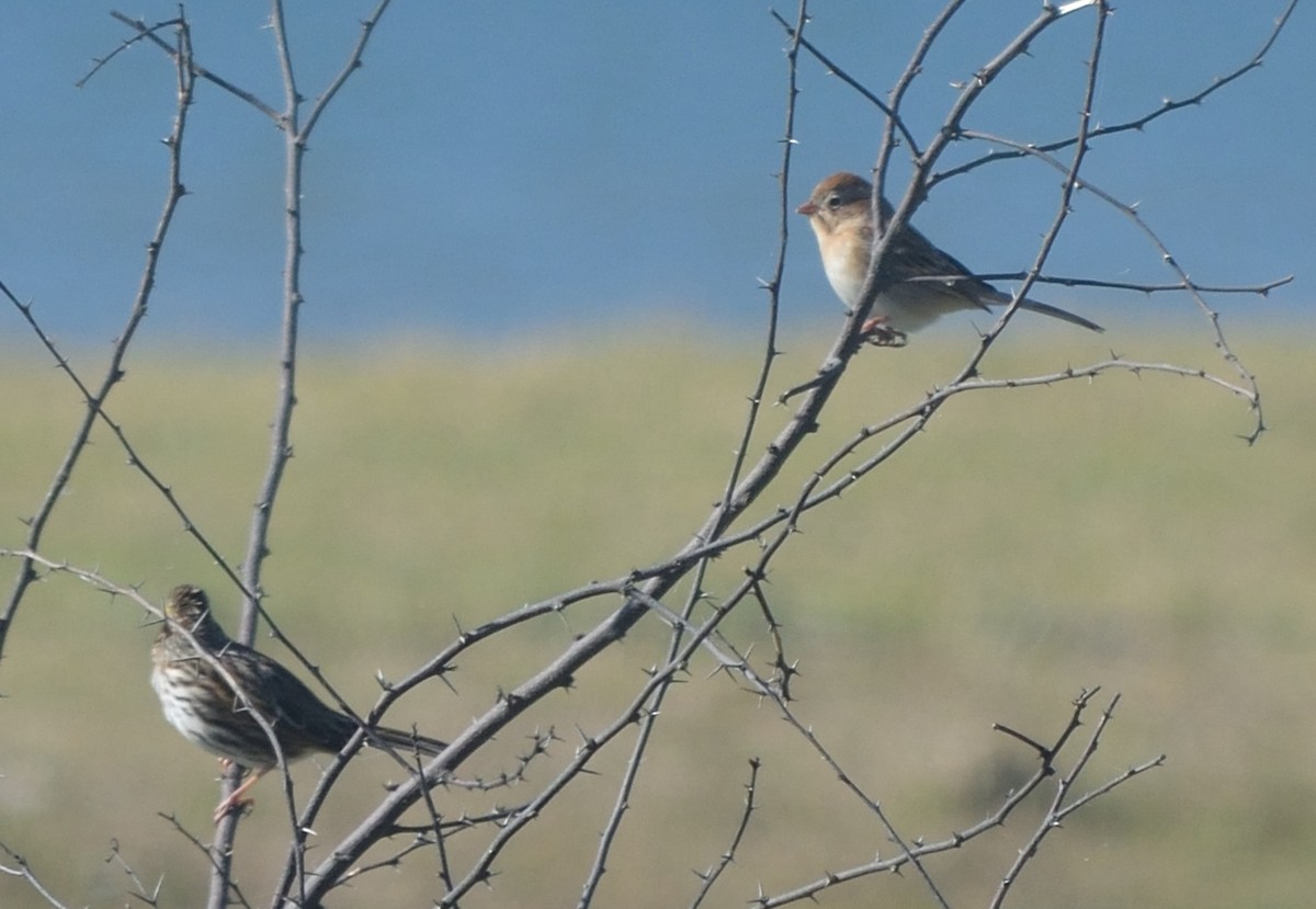 Field Sparrow - Paul Conover
