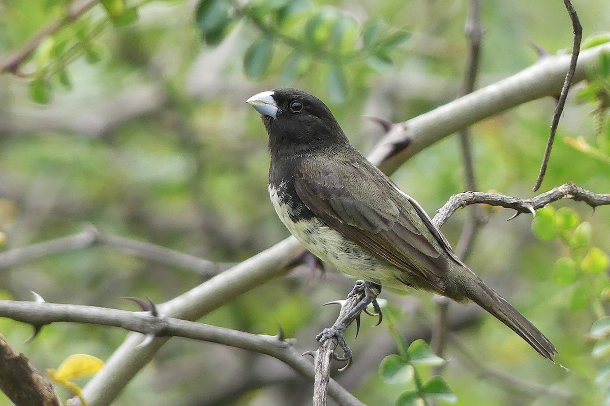 Yellow-bellied Seedeater - Jorge  Quiroga