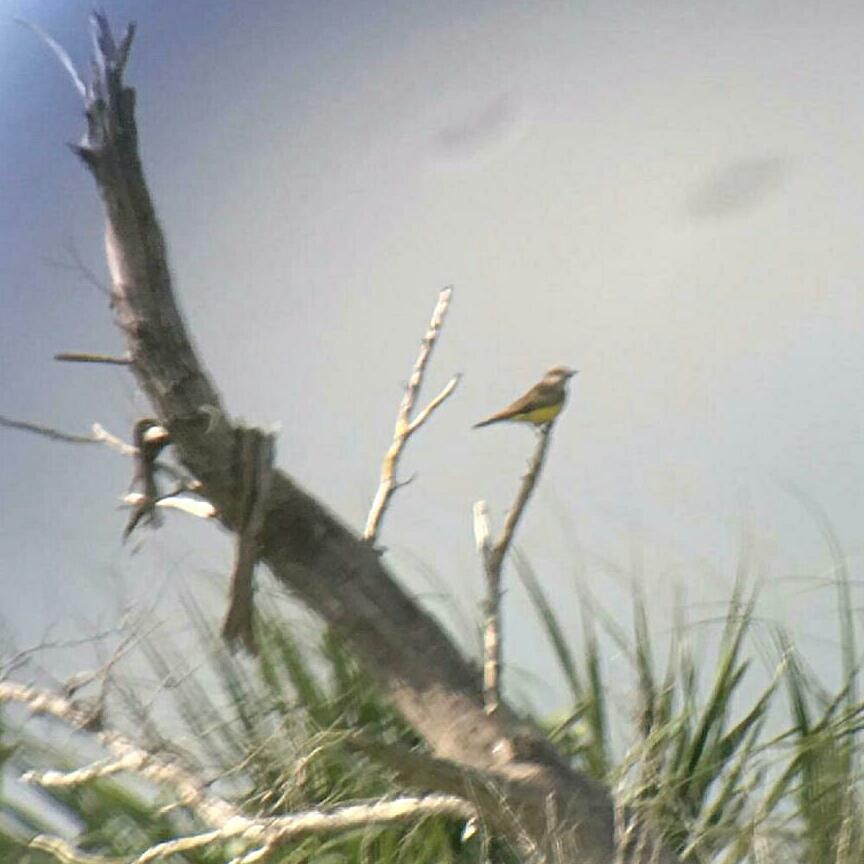 Western Kingbird - Tom and/or Colleen Becker