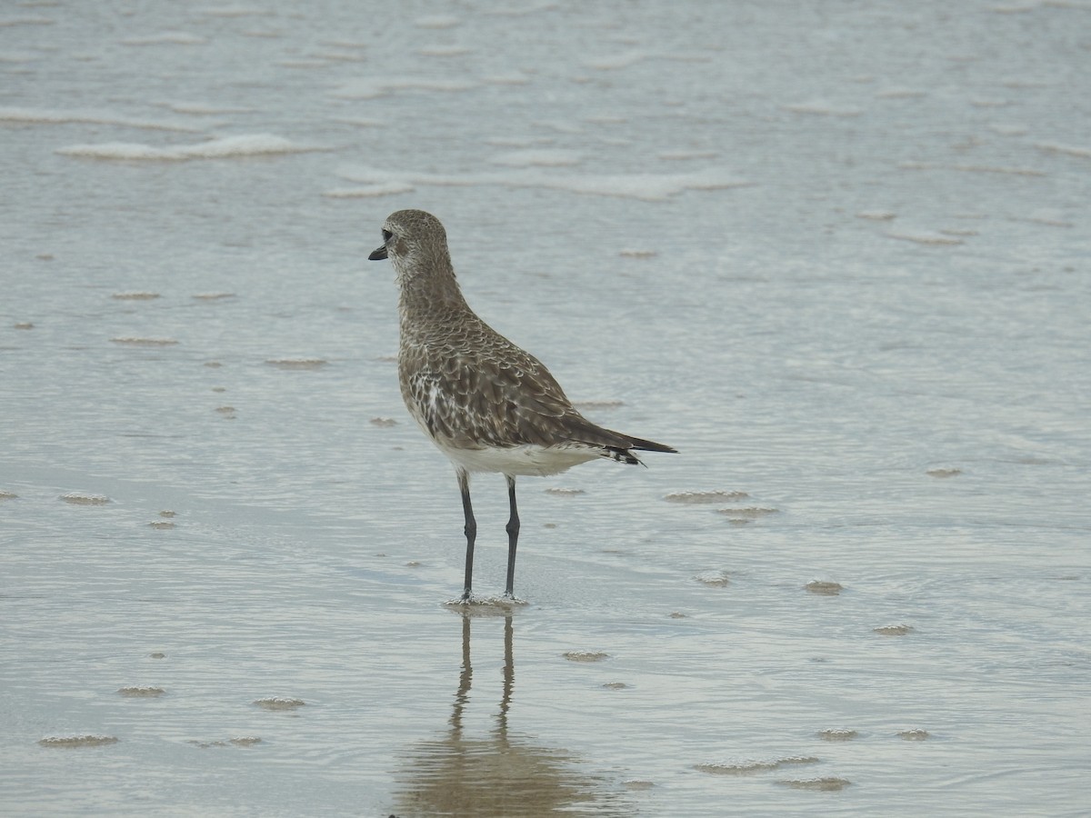 Black-bellied Plover - Tom and/or Colleen Becker