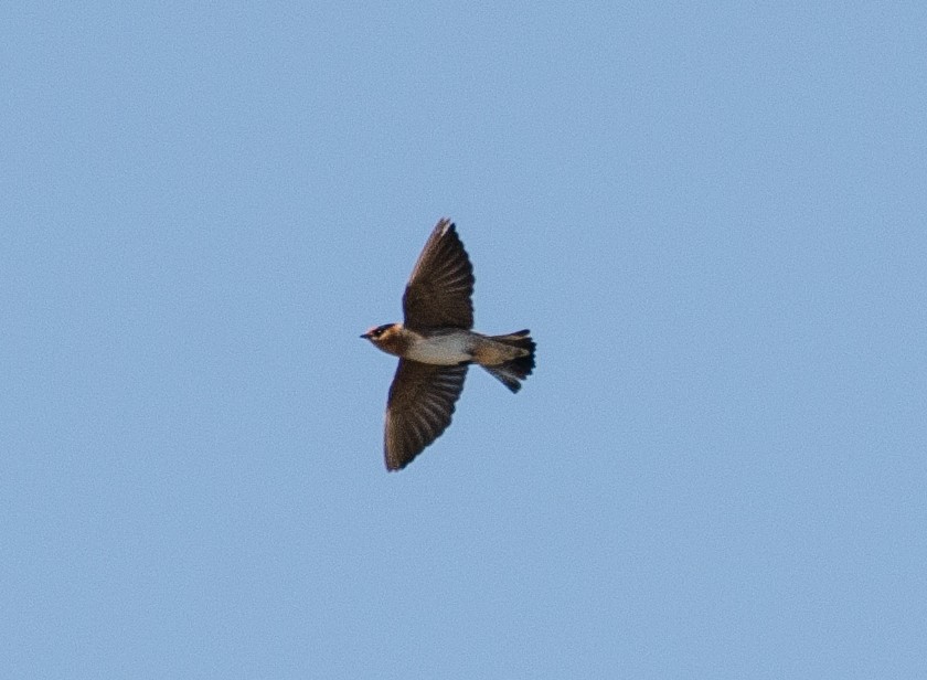 Cave Swallow - ML187326841