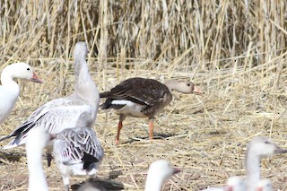 Greater White-fronted Goose, ML187326871