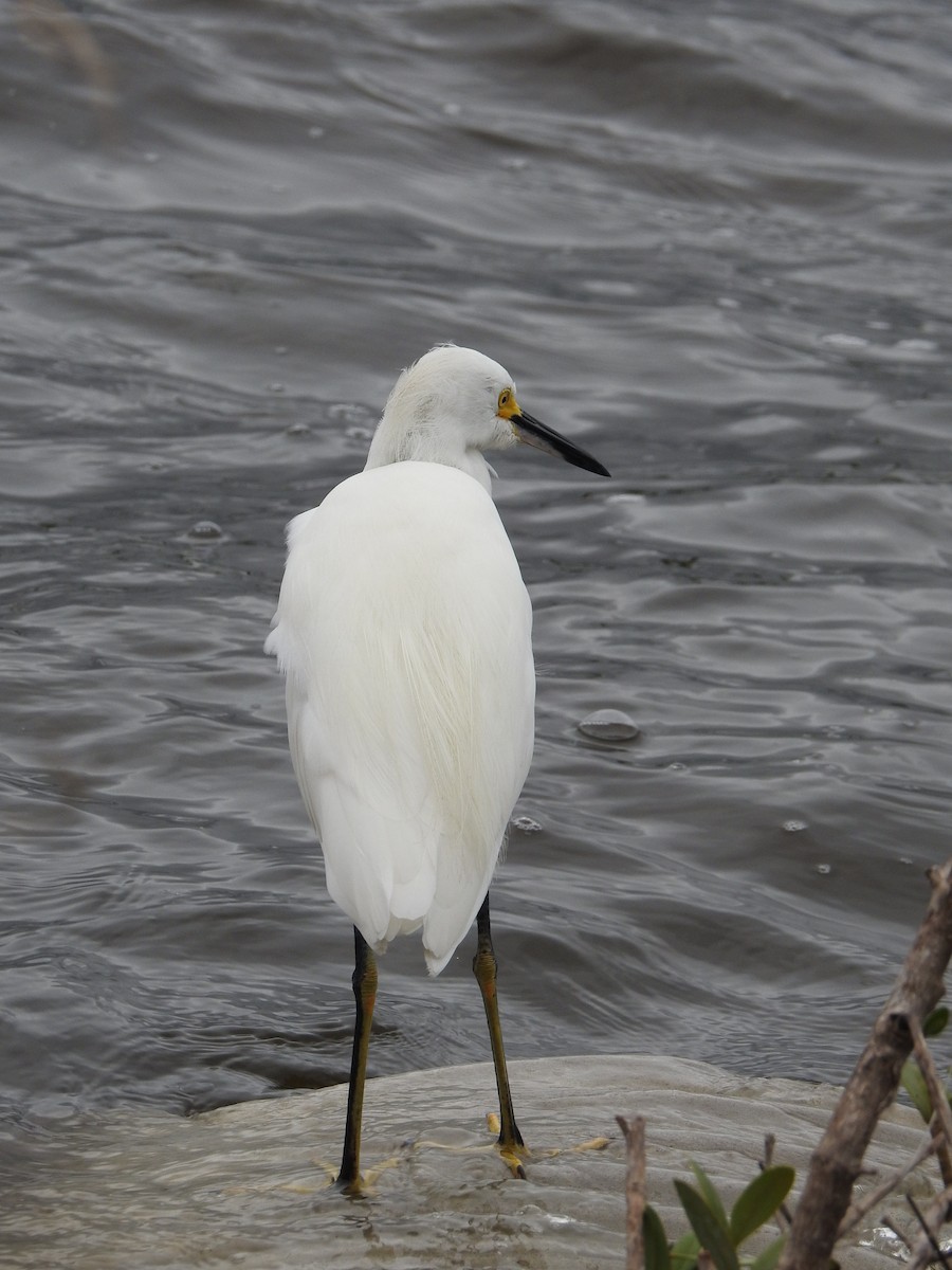 Snowy Egret - Tom and/or Colleen Becker