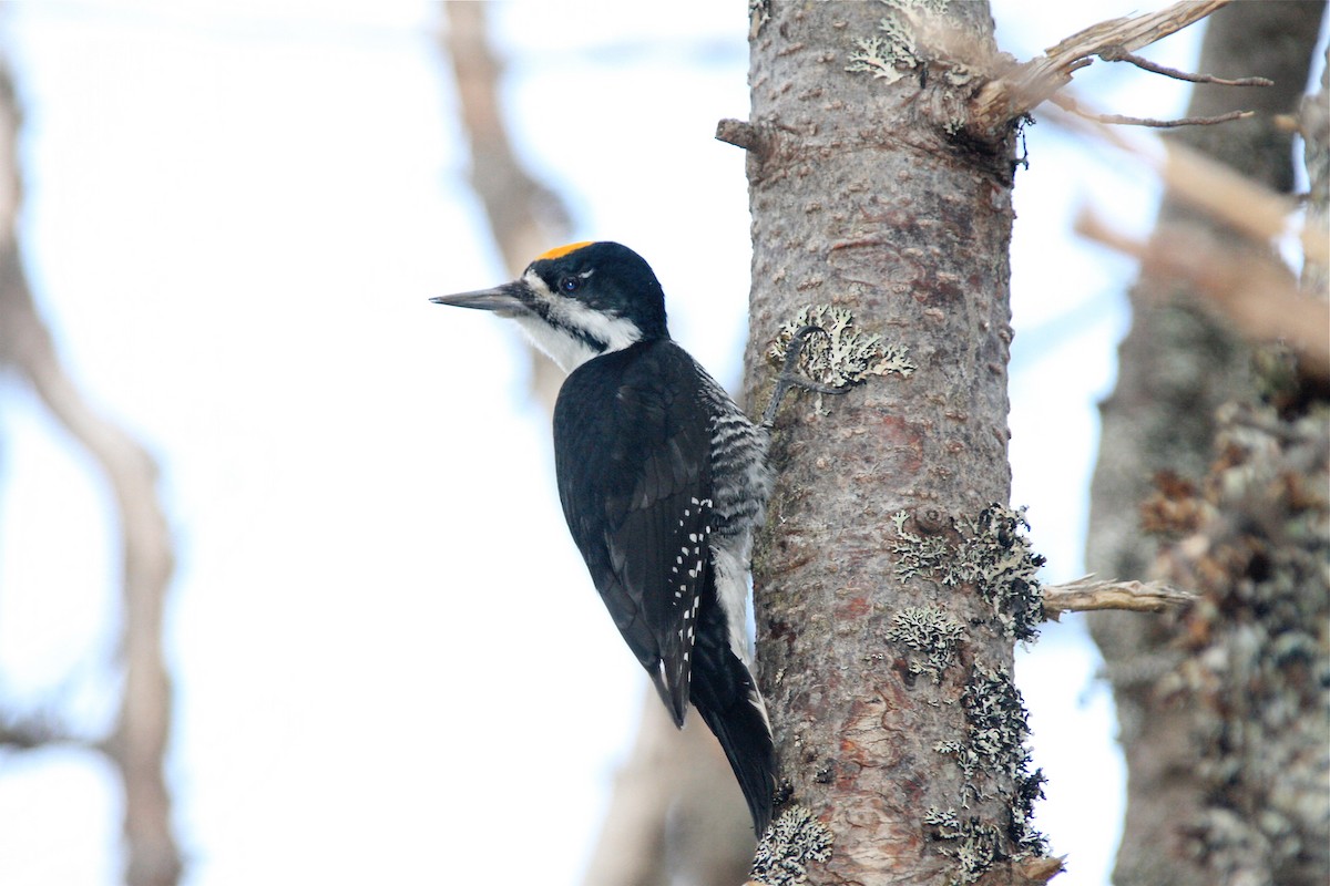 Black-backed Woodpecker - Detcheverry Joël