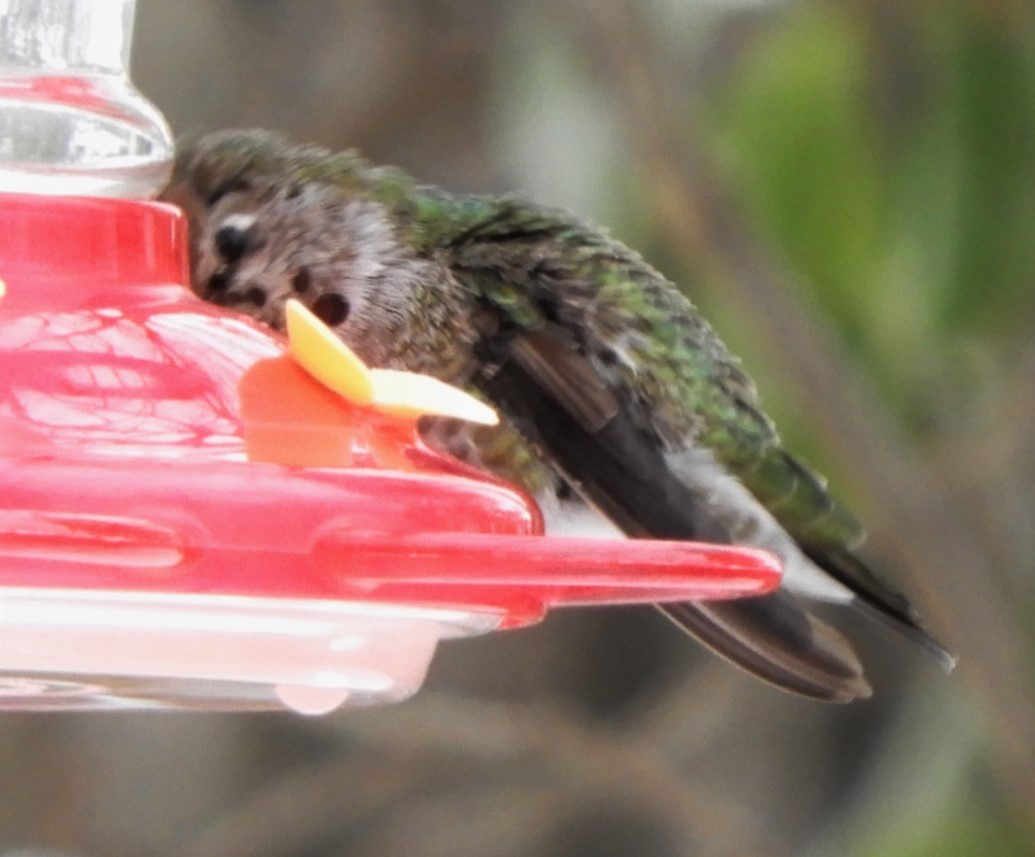 Anna's Hummingbird - ML187333741