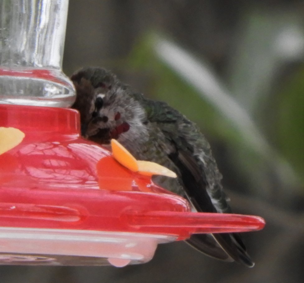 Anna's Hummingbird - ML187333751