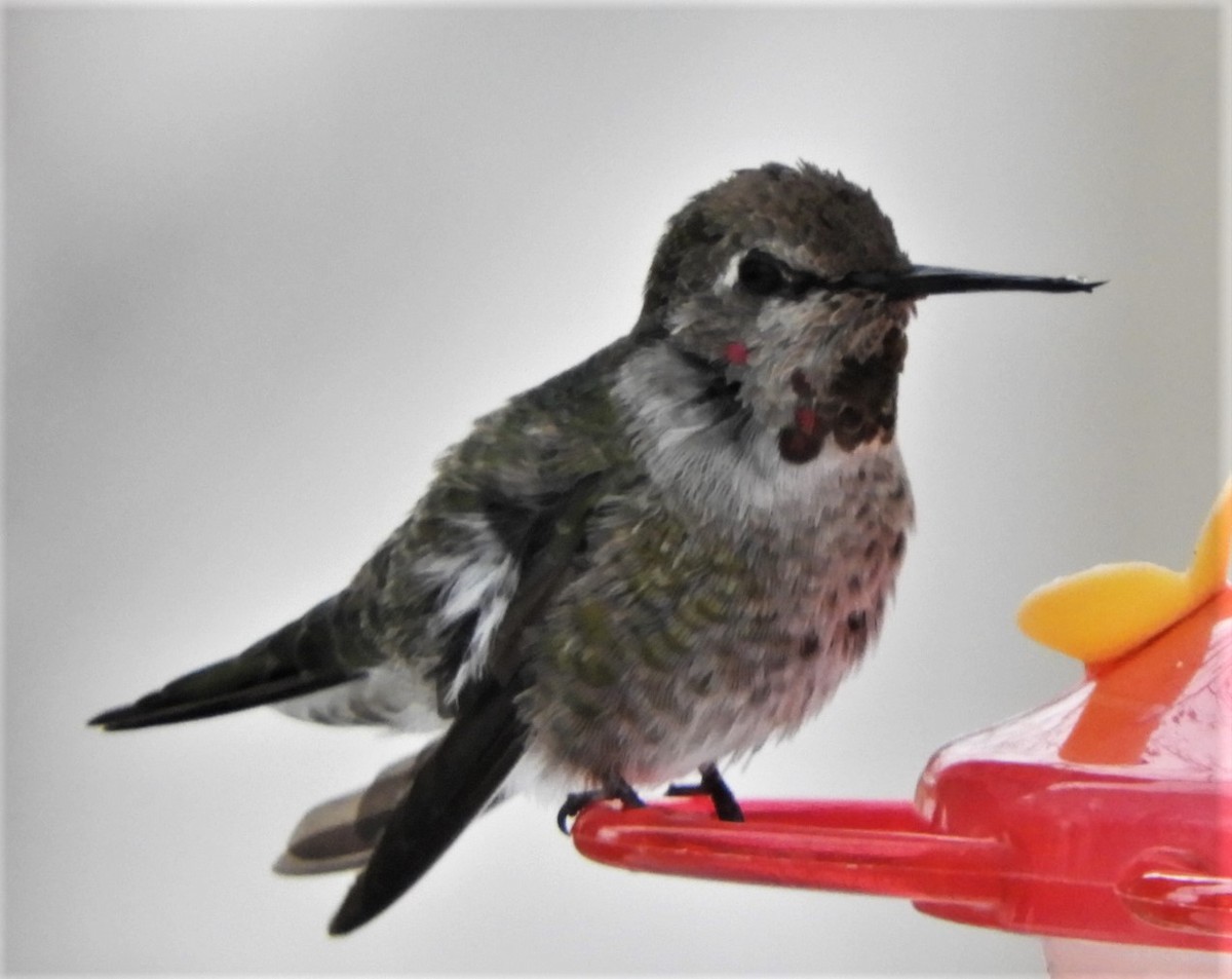 Anna's Hummingbird - ML187333761