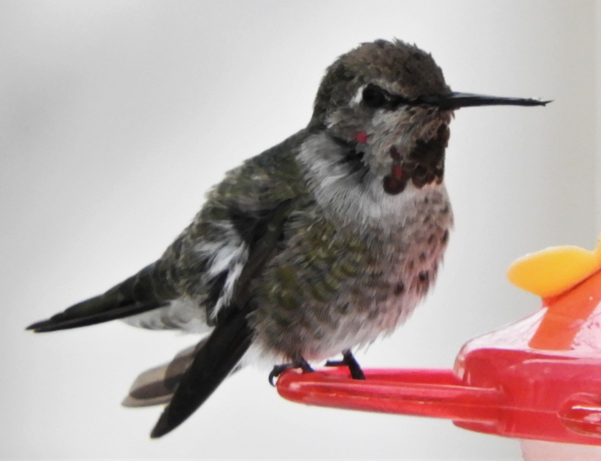 Anna's Hummingbird - ML187333871