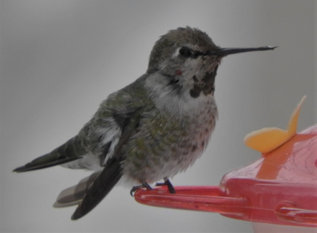 Anna's Hummingbird - ML187333881