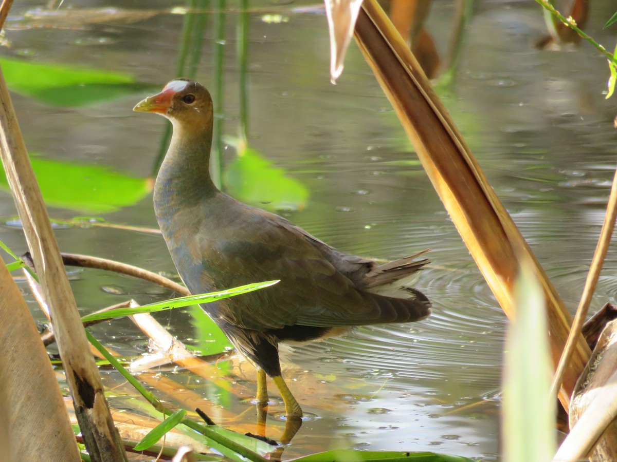 eBird Checklist - 11 Nov 2019 - Audubon Corkscrew Swamp Sanctuary - 9 ...