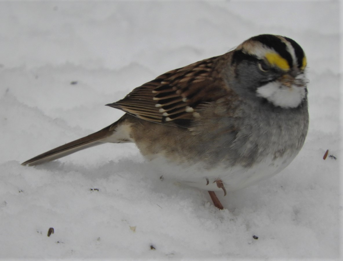 White-throated Sparrow - ML187336901