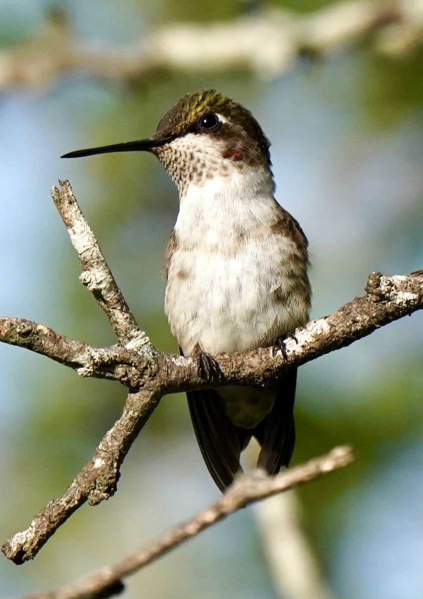 Ruby-throated Hummingbird - Sibylle Hechtel