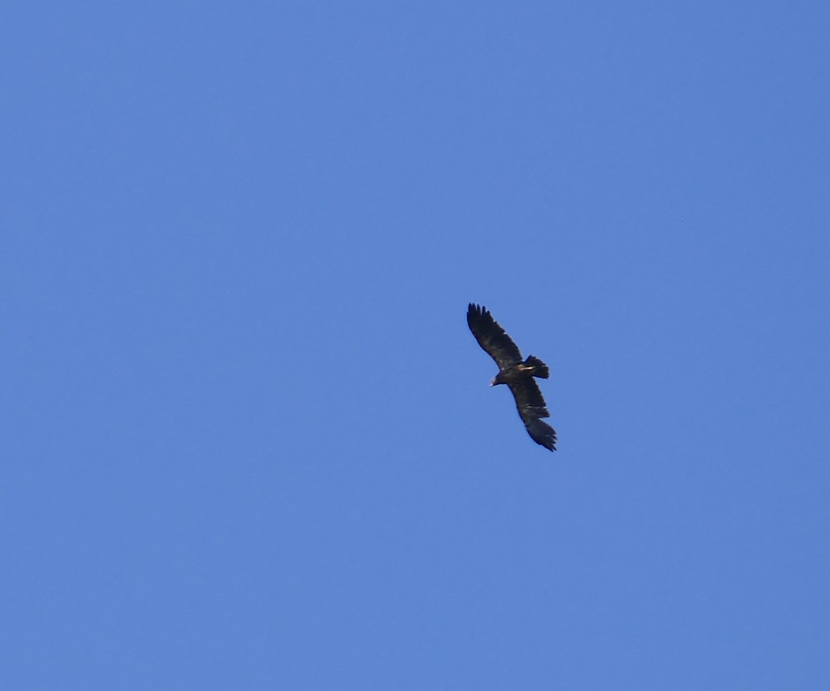 Lesser Spotted Eagle - ML187339041