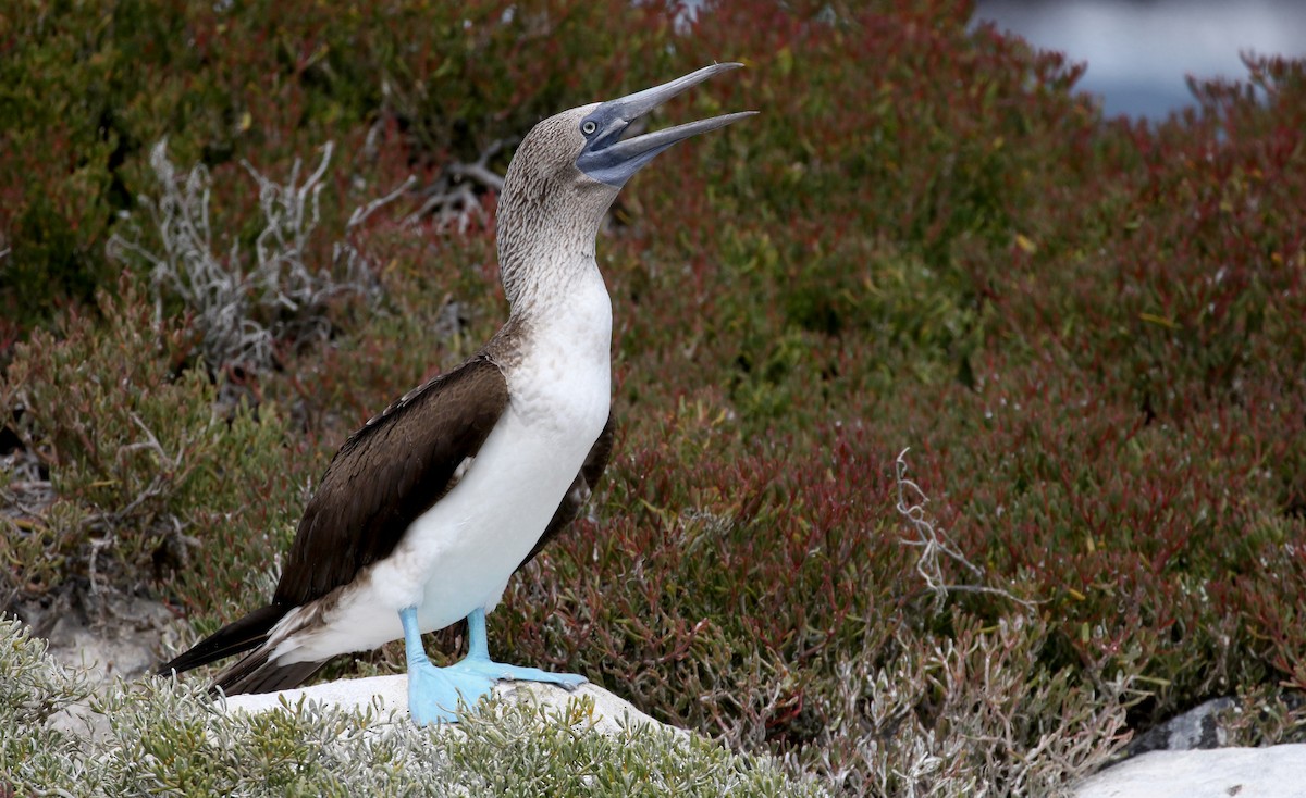 Blue-footed Booby - ML187339711