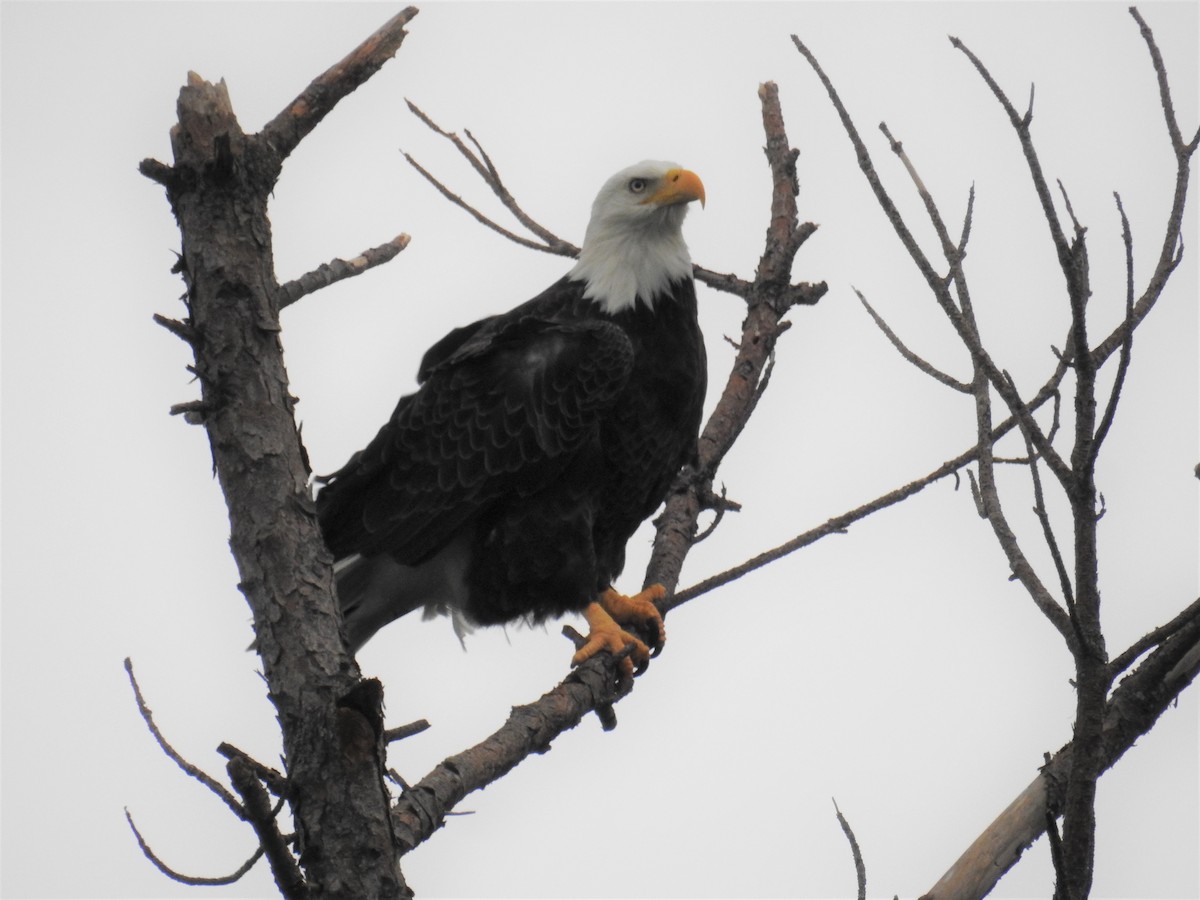 Bald Eagle - Tom and/or Colleen Becker