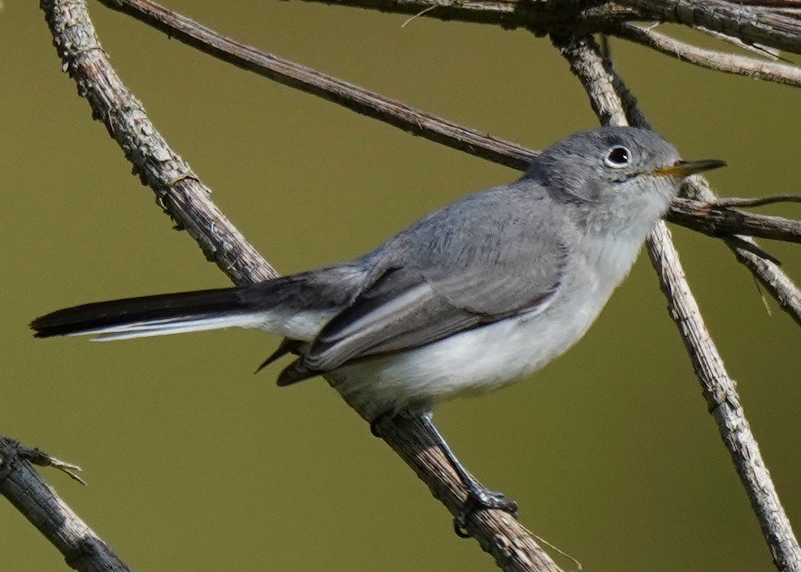 Blue-gray Gnatcatcher - Sibylle Hechtel