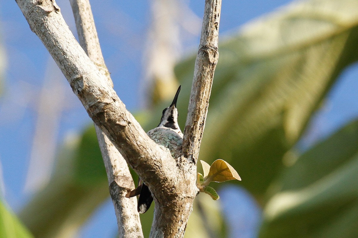 Black-throated Mango (Ecuadorian) - Linda Widdop