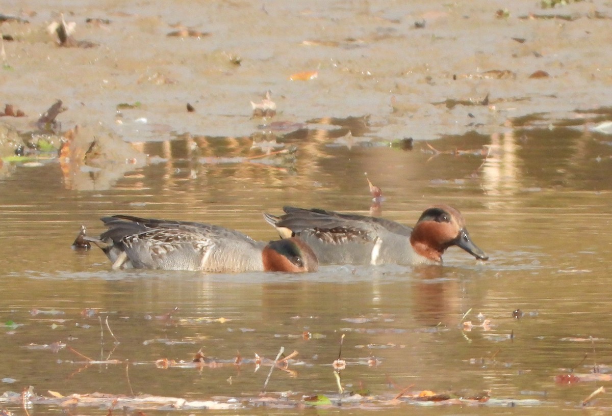 Green-winged Teal - ML187349491