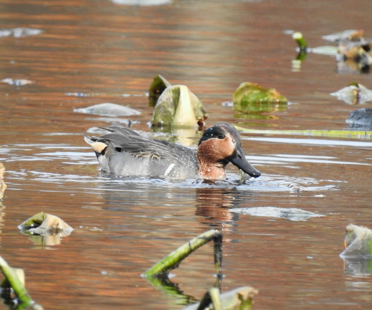 Green-winged Teal - ML187350341