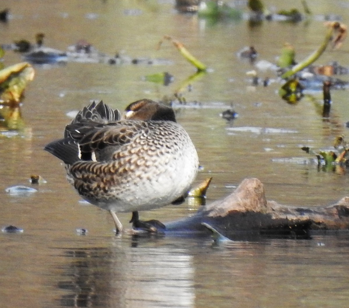 Green-winged Teal - ML187350571