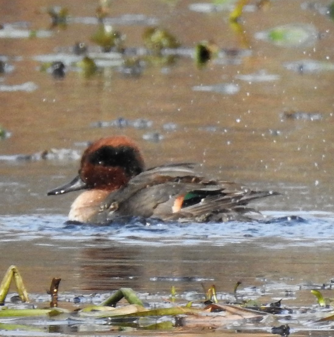 Green-winged Teal - ML187350831