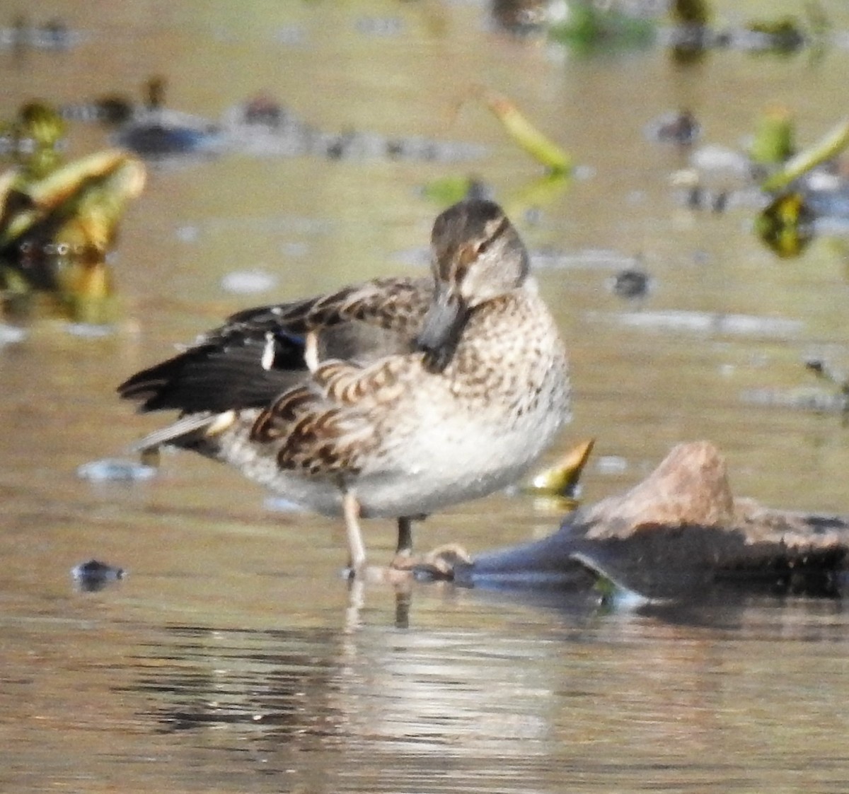Green-winged Teal - ML187350841