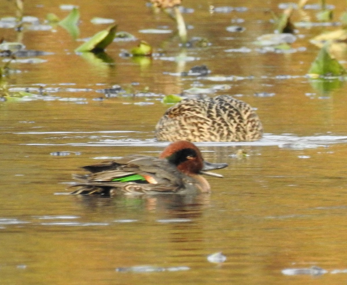 Green-winged Teal - ML187350851