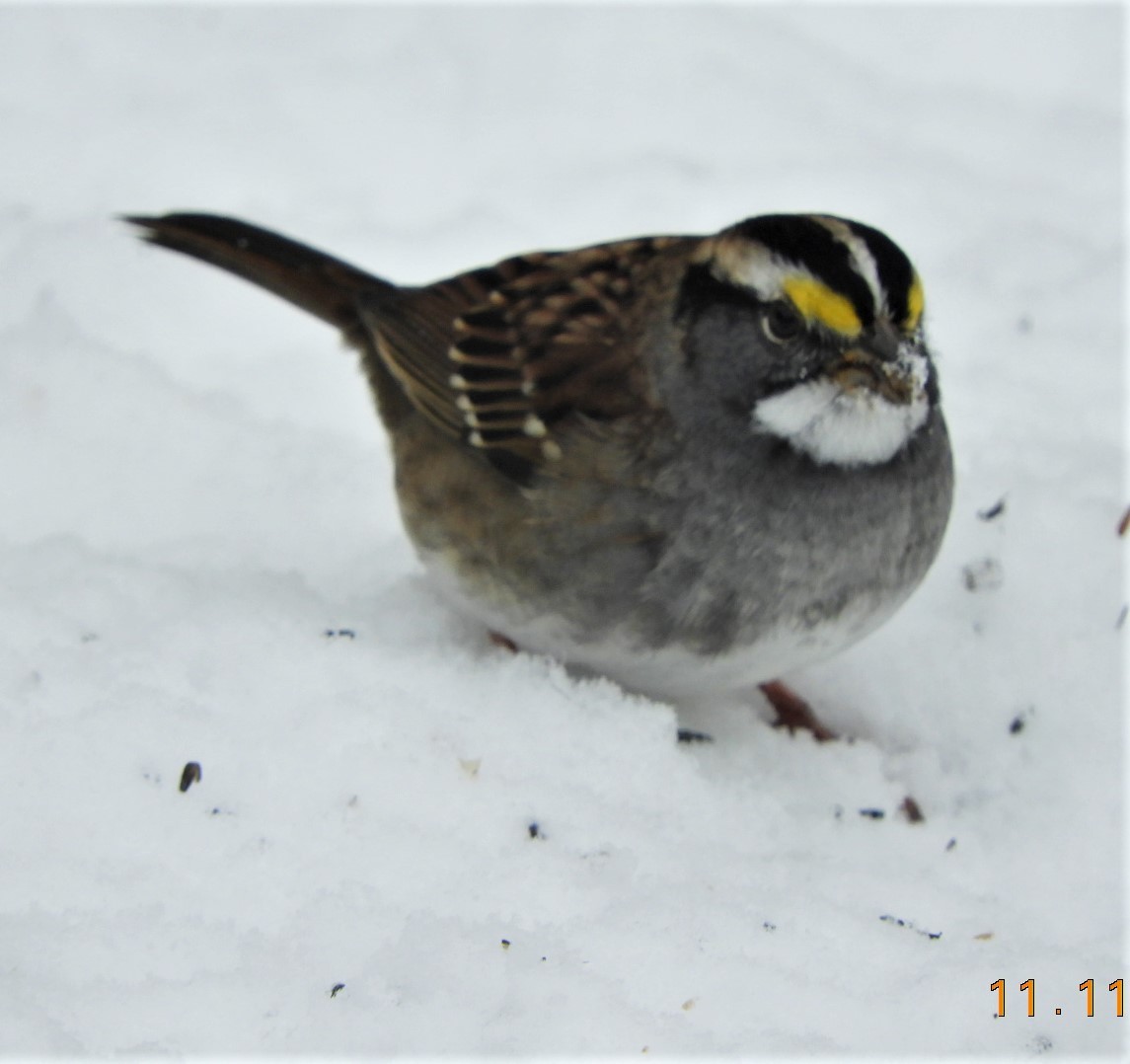 White-throated Sparrow - ML187350861