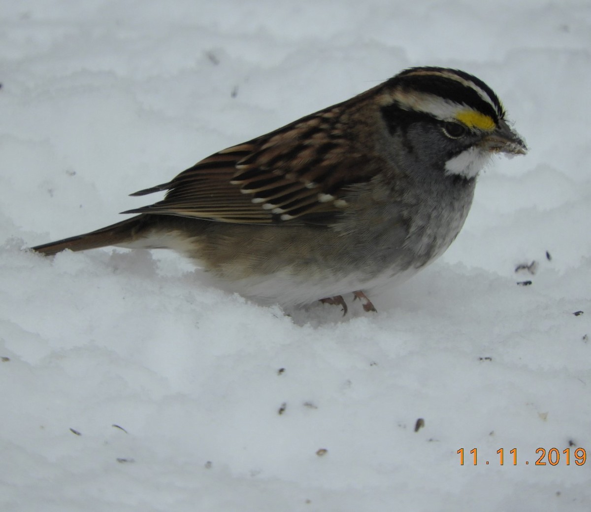 White-throated Sparrow - ML187350871