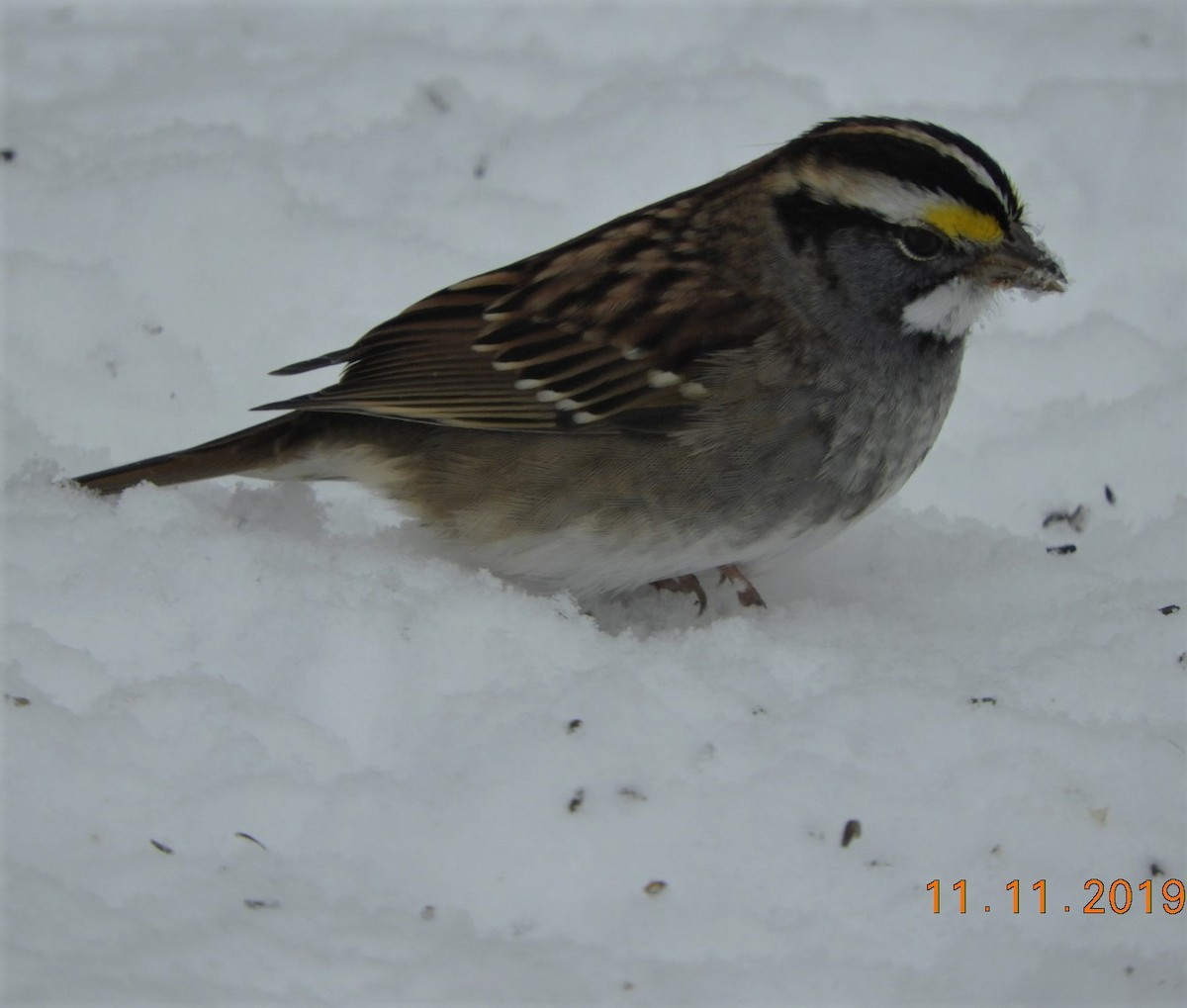 White-throated Sparrow - ML187350881