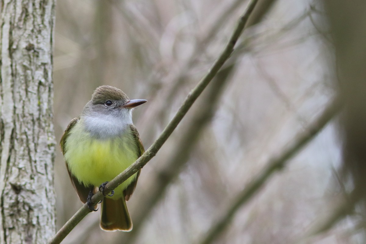 Great Crested Flycatcher - Frank Pinilla