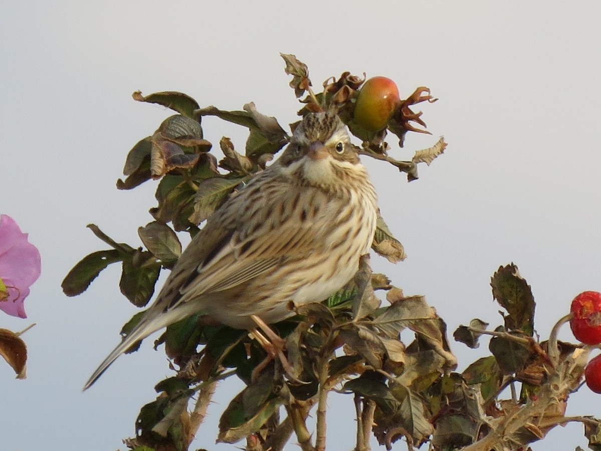 Savannah Sparrow - ML187352881