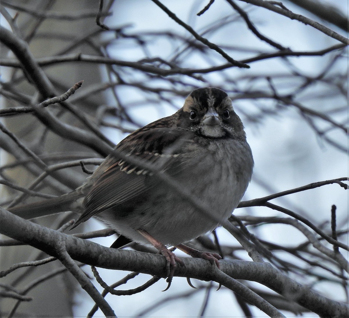 White-throated Sparrow - ML187353981