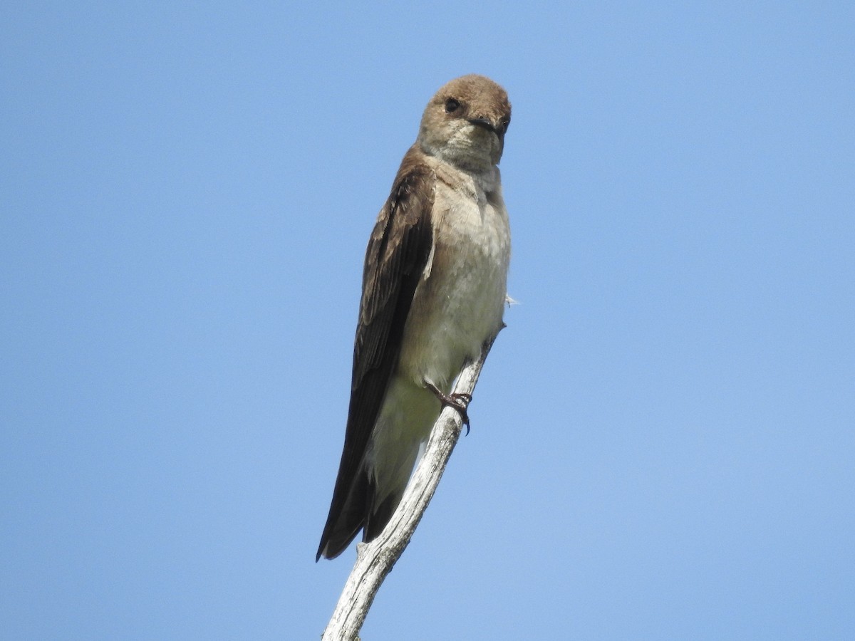 Northern Rough-winged Swallow - Tristan Jobin