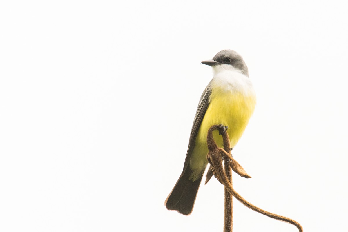 Snowy-throated Kingbird - Claudia Brasileiro