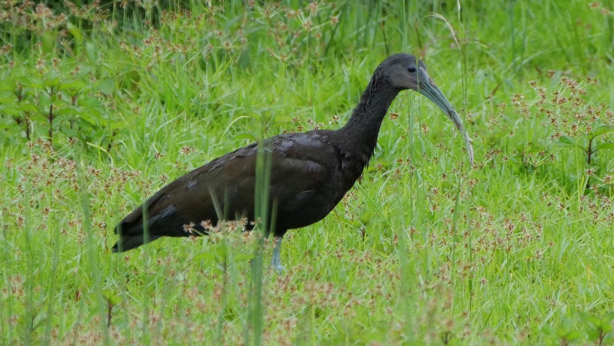 Green Ibis - Mike Grant