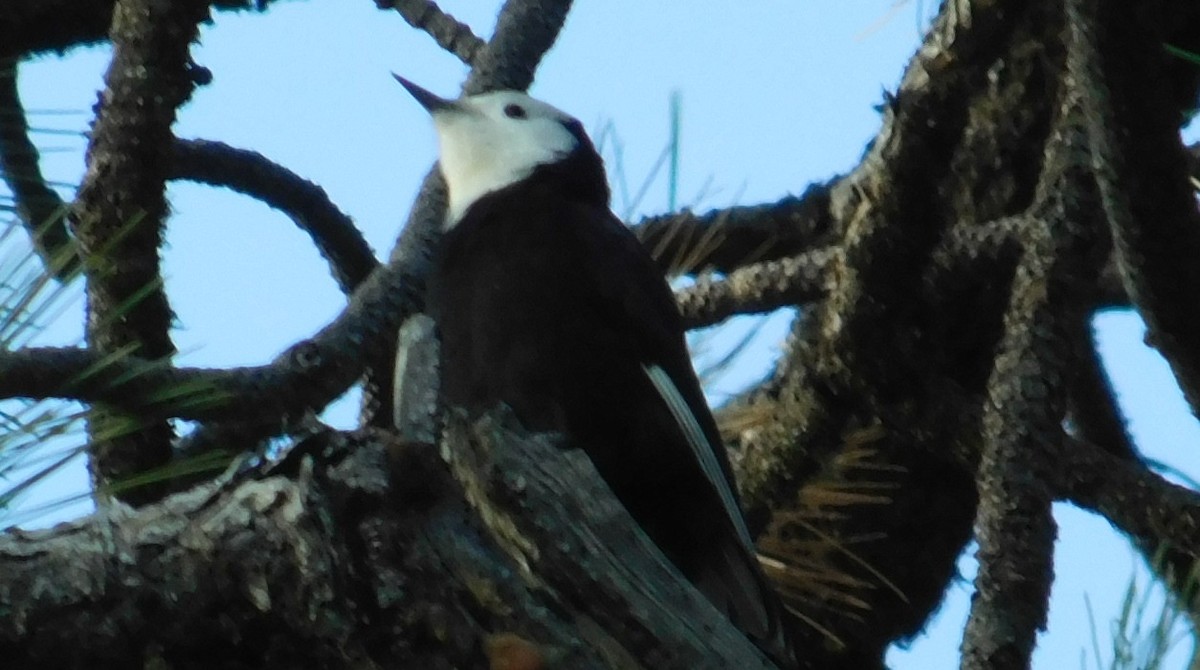 White-headed Woodpecker - ML187361341
